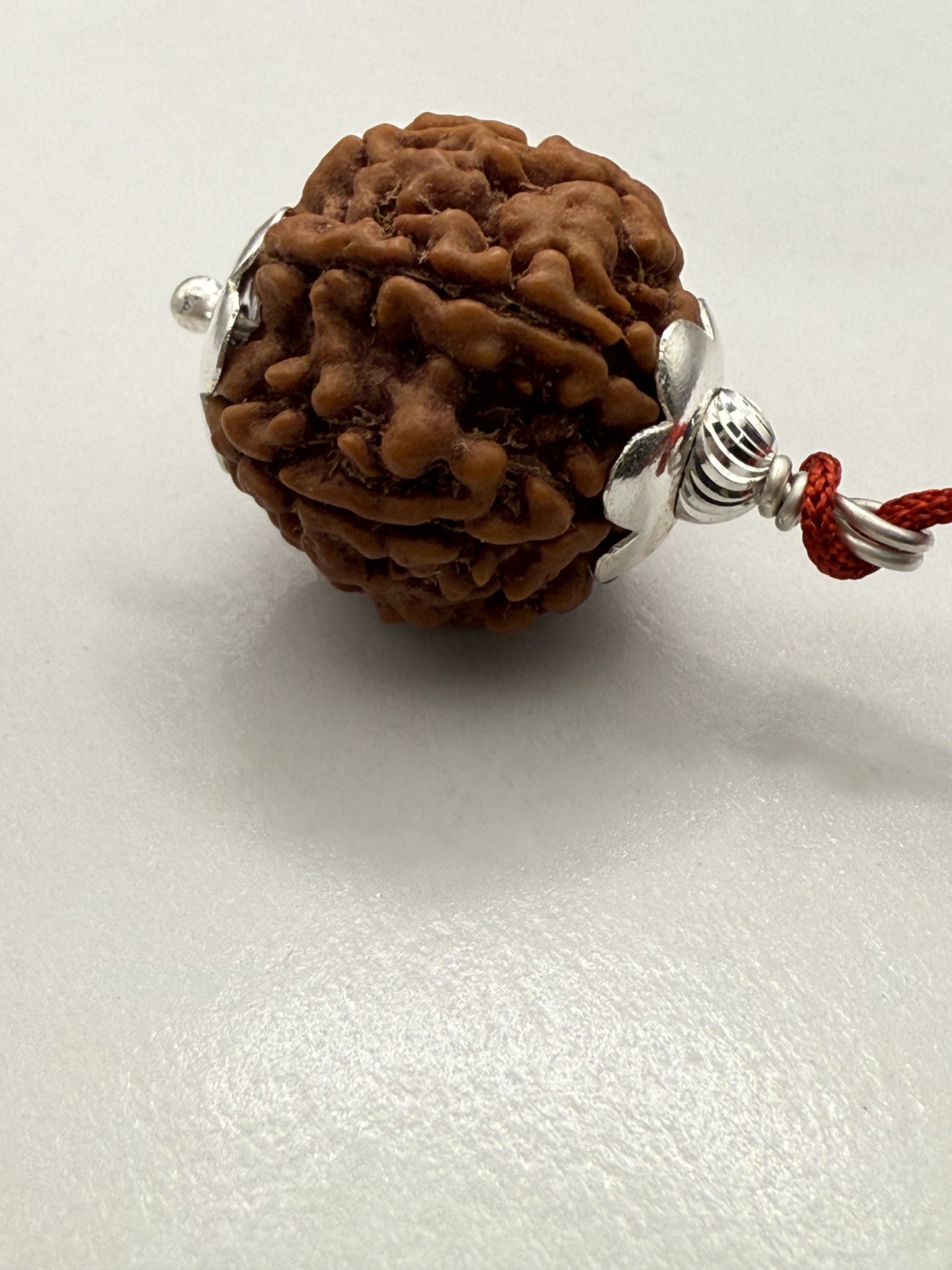 6 Mukhi Natural Rudraksha (Nepal Origin): 18-21mm with Silver Capping