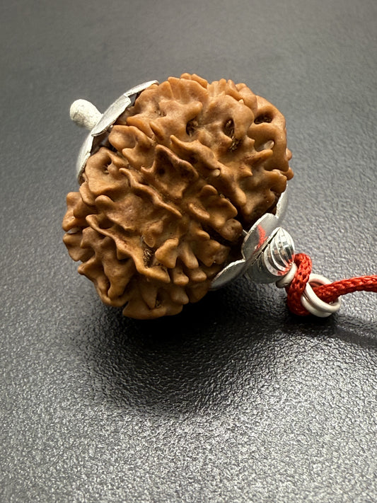 10 Mukhi Natural Rudraksha (Nepal Origin): 18-21mm with Silver Capping