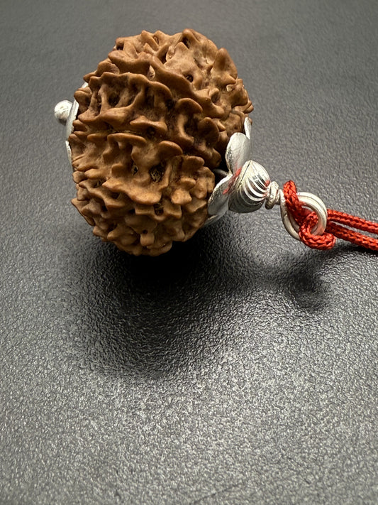 11 Mukhi Natural Rudraksha (Nepal Origin): 18-21mm with Silver Capping