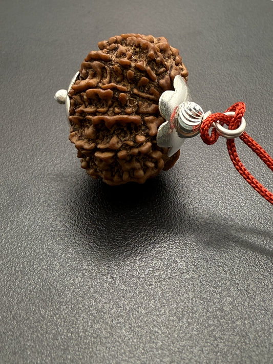 12 Mukhi Natural Rudraksha (Nepal Origin): 18-21mm with Silver Capping