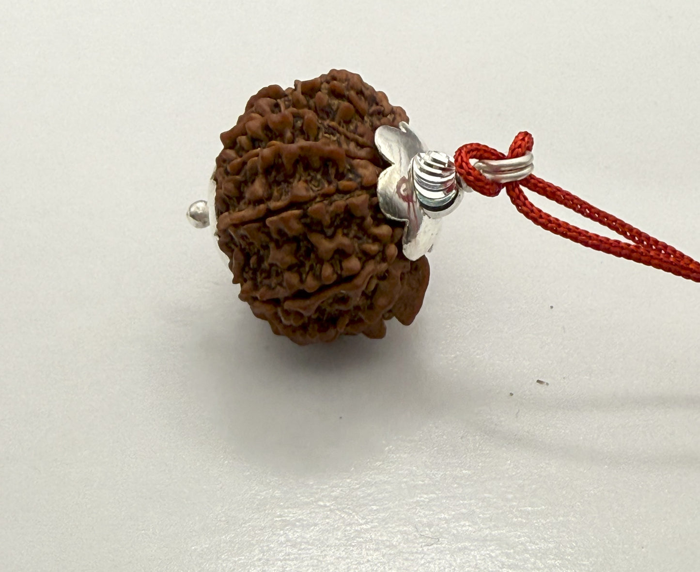 12 Mukhi Natural Rudraksha (Nepal Origin): 18-21mm with Silver Capping