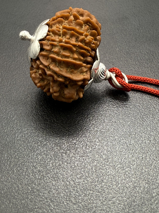 13 Mukhi Natural Rudraksha (Nepal Origin): 18-21mm with Silver Capping