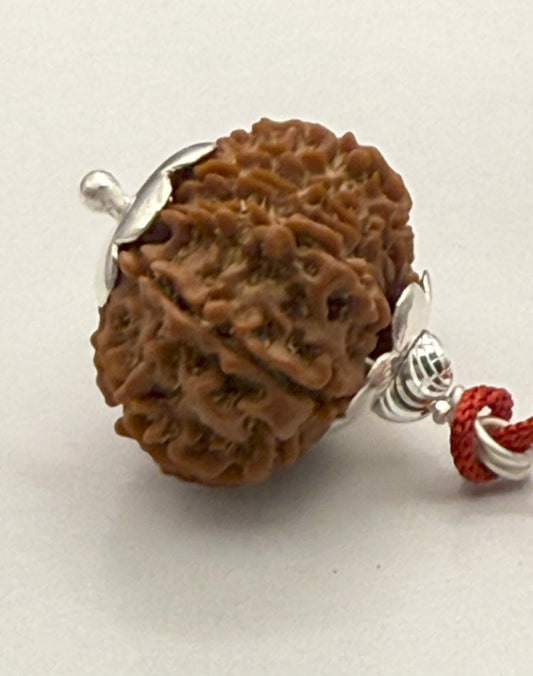 15 Mukhi Natural Rudraksha (Nepal Origin): 18-21mm with Silver Capping