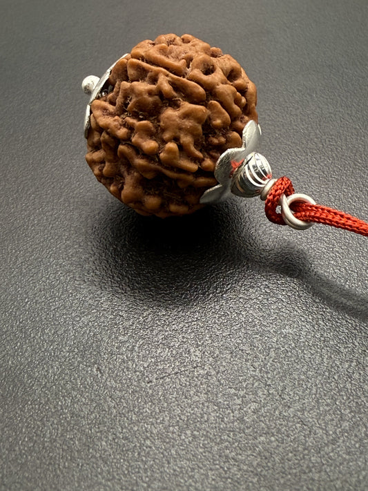 6 Mukhi Natural Rudraksha (Nepal Origin): 18-21mm with Silver Capping