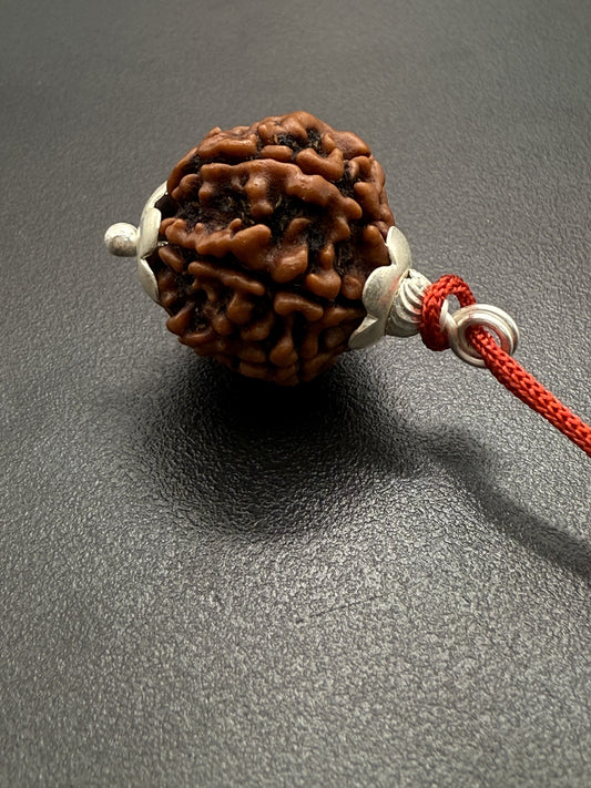 7 Mukhi Natural Rudraksha (Nepal Origin): 18-21mm with Silver Capping